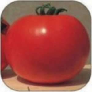 Прима F1 - томат детерминантный, 5 грамм, Tezier (Тезиер) Франция фото, цена